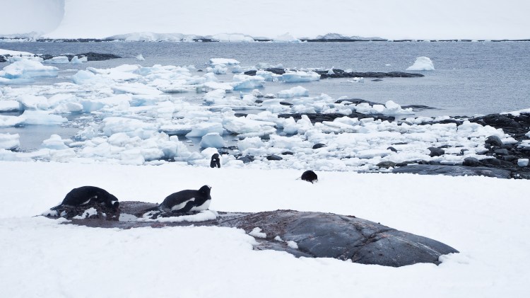port-lockroy-antarctica-travel-blog-solo-oceanwide-expeditons