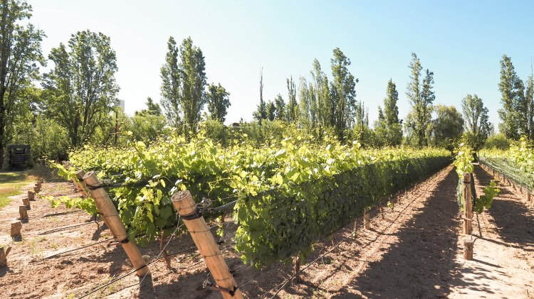 travel-blog-mendoza-uco-valley-argentina-malbec-travelling-the-world-solo