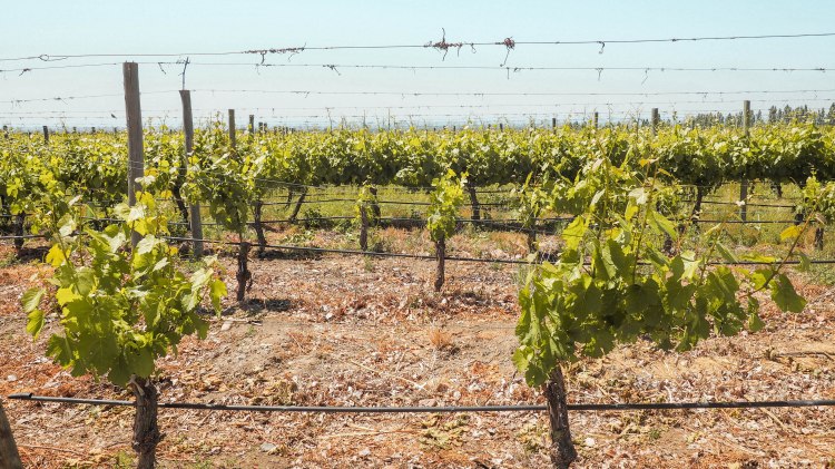 travel-blog-mendoza-uco-valley-argentina-malbec-travelling-the-world-solo