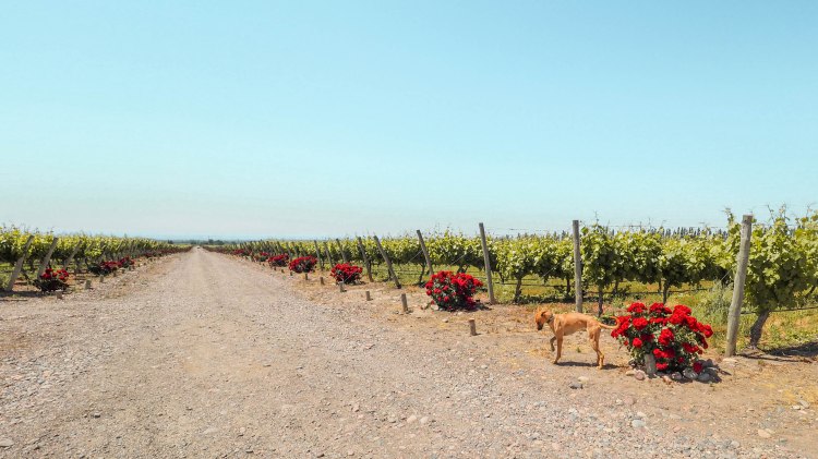 travel-blog-mendoza-uco-valley-argentina-malbec-travelling-the-world-solo