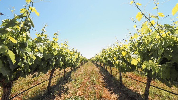 travel-blog-mendoza-uco-valley-argentina-malbec-travelling-the-world-solo