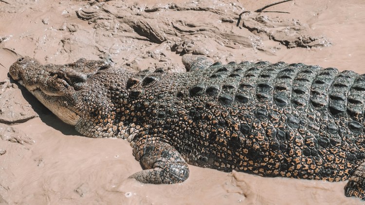 adelaide-river-saltwater-crocodile-jumping-crocs-travel-blog-darwin-northern-territory-australia-travelling-the-world-solo