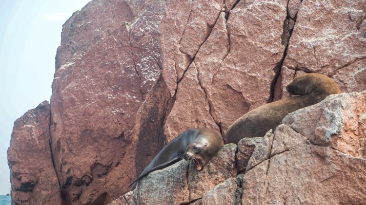 paracas-islas-ballestas-travel-blog-peru-backpacking-travelling-the-world-solo