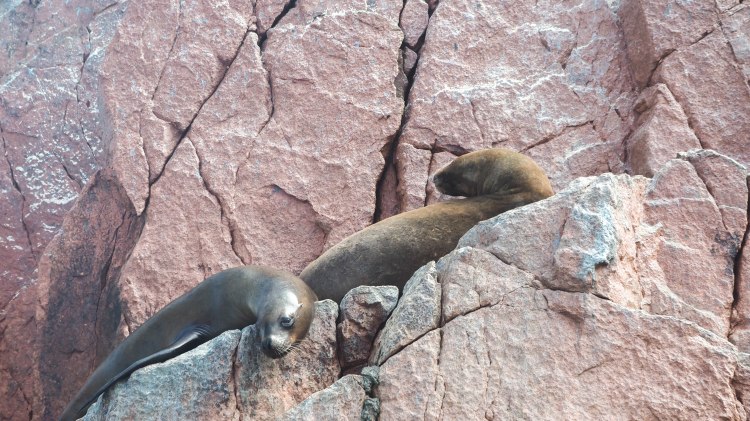 paracas-islas-ballestas-travel-blog-peru-backpacking-travelling-the-world-solo