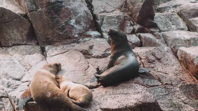 paracas-islas-ballestas-travel-blog-peru-backpacking-travelling-the-world-solo