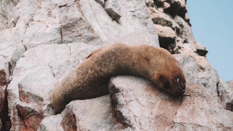 paracas-islas-ballestas-travel-blog-peru-backpacking-travelling-the-world-solo