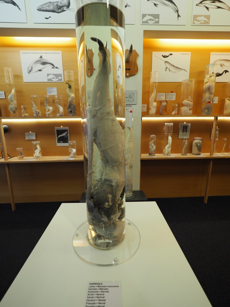 reykjavik-travel-blog-iceland-solo-female-travelling-the-world