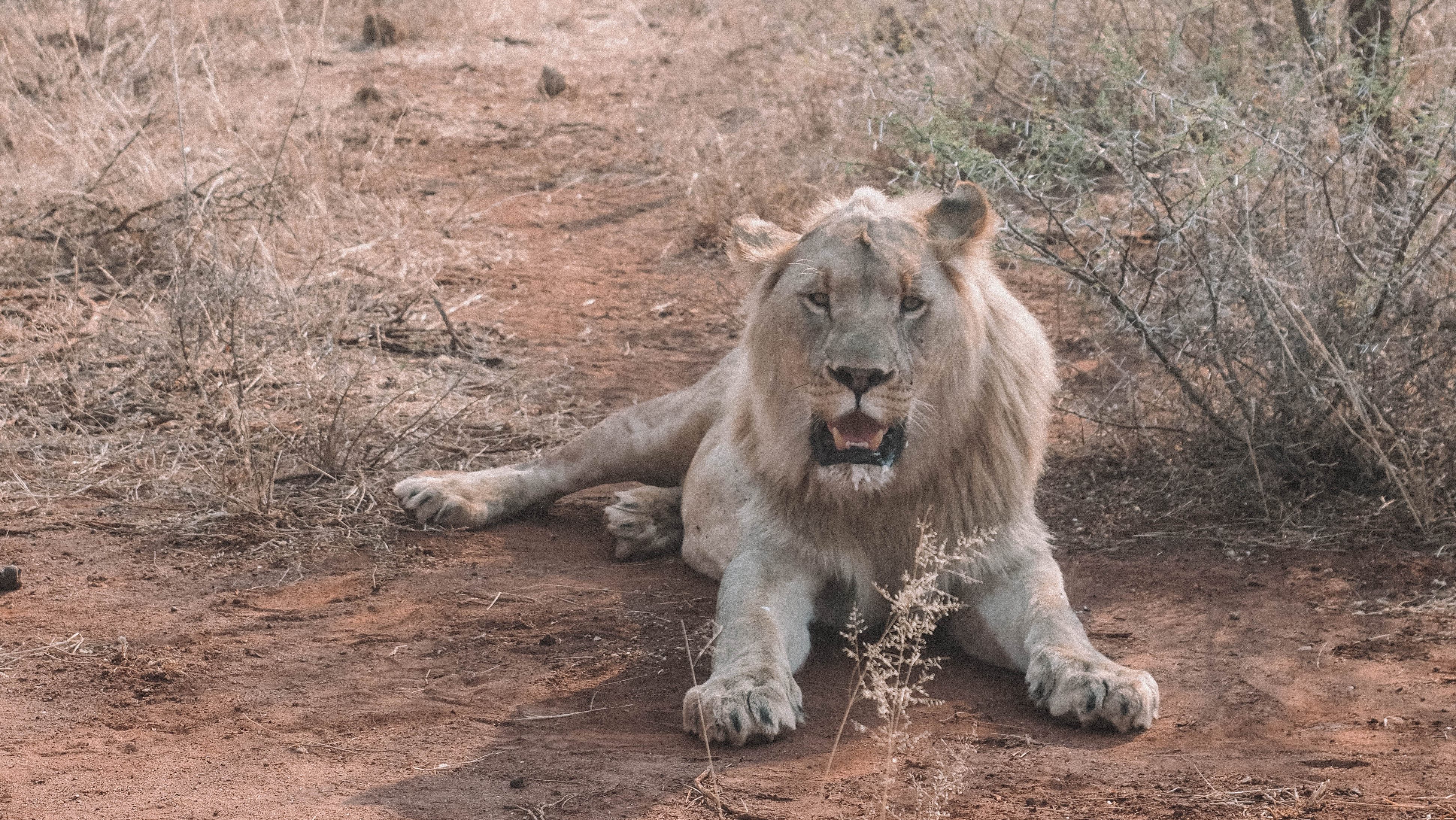 jacis-safari-travel-blog-lodge-south-africa-travelling-the-world-solo-madikwe