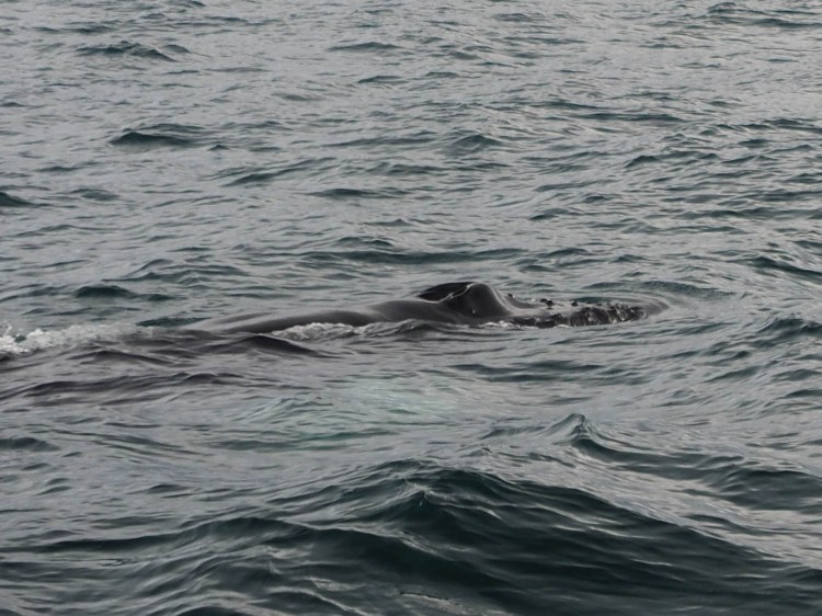 north-iceland-travel-blog-ring-road-self-drive-solo-female-travelling-the-world