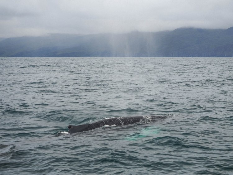 north-iceland-travel-blog-ring-road-self-drive-solo-female-travelling-the-world