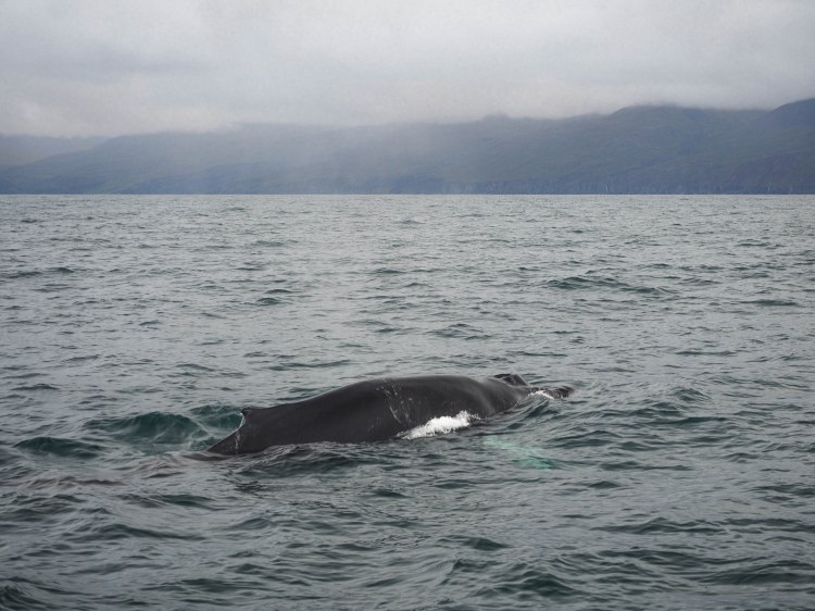 north-iceland-travel-blog-ring-road-self-drive-solo-female-travelling-the-world