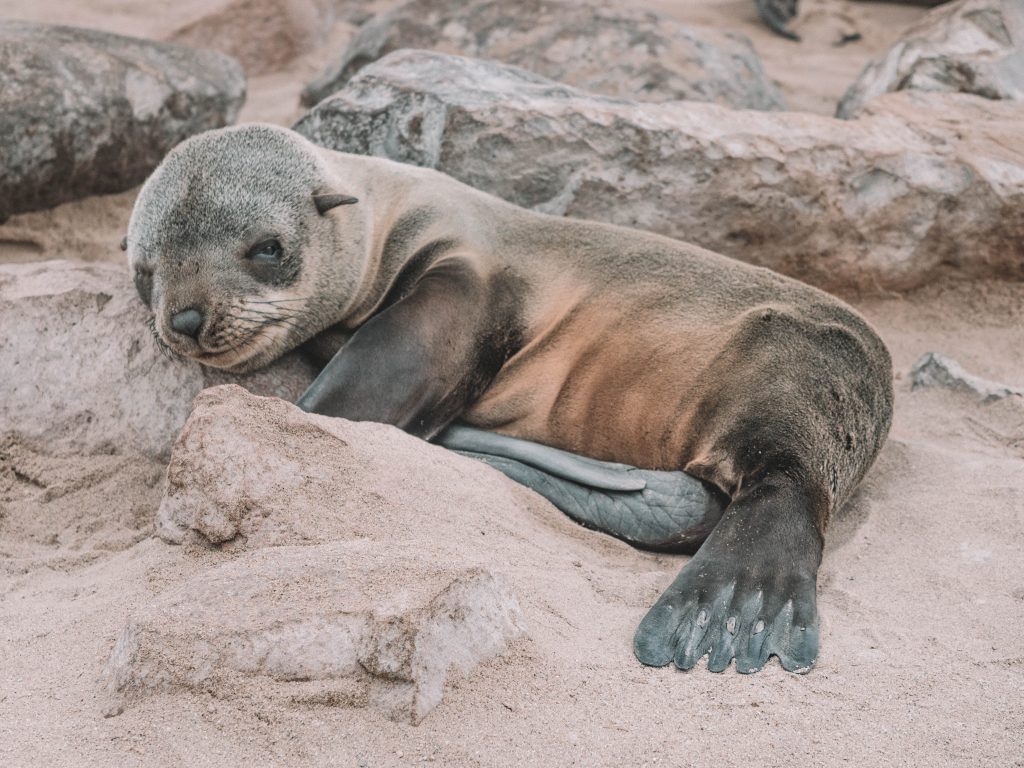 cape-cross-skeleton-coast-swakopmund-travel-blog-namibia-road-trip-self-drive-backpacking-travelling-the-world-solo