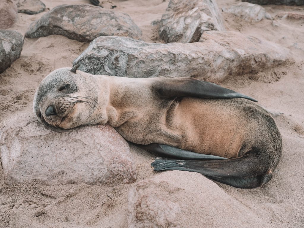 cape-cross-skeleton-coast-swakopmund-travel-blog-namibia-road-trip-self-drive-backpacking-travelling-the-world-solo