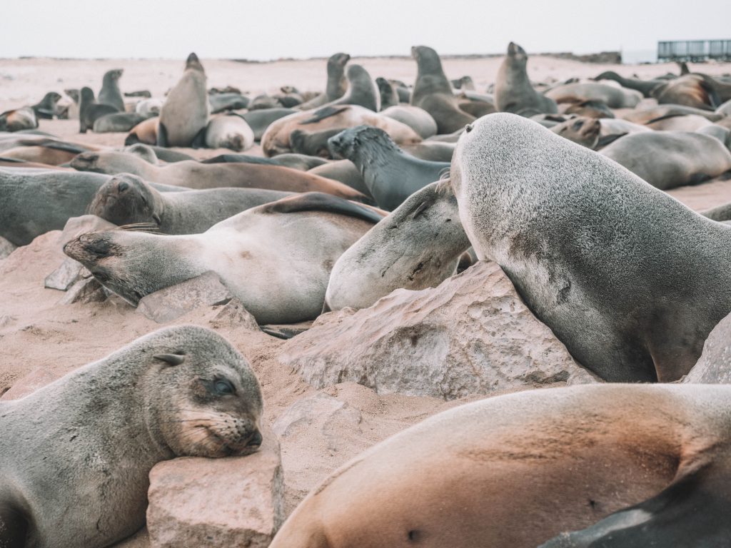 cape-cross-skeleton-coast-swakopmund-travel-blog-namibia-road-trip-self-drive-backpacking-travelling-the-world-solo