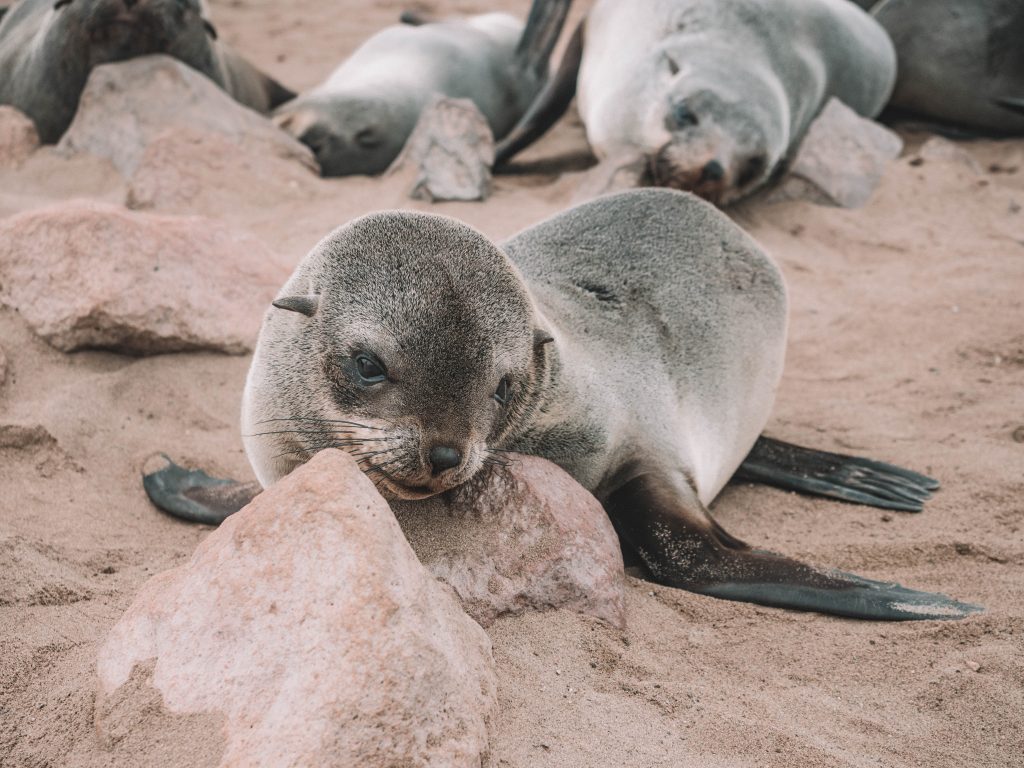 cape-cross-skeleton-coast-swakopmund-travel-blog-namibia-road-trip-self-drive-backpacking-travelling-the-world-solo