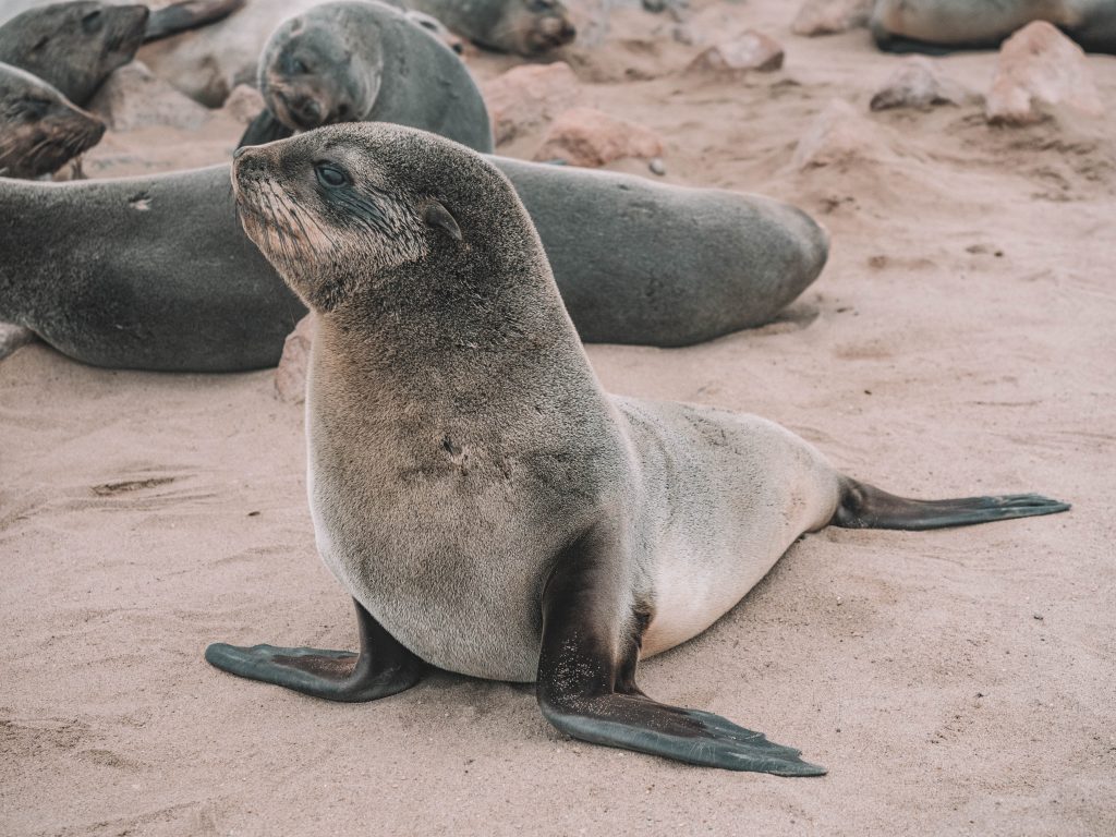 cape-cross-skeleton-coast-swakopmund-travel-blog-namibia-road-trip-self-drive-backpacking-travelling-the-world-solo