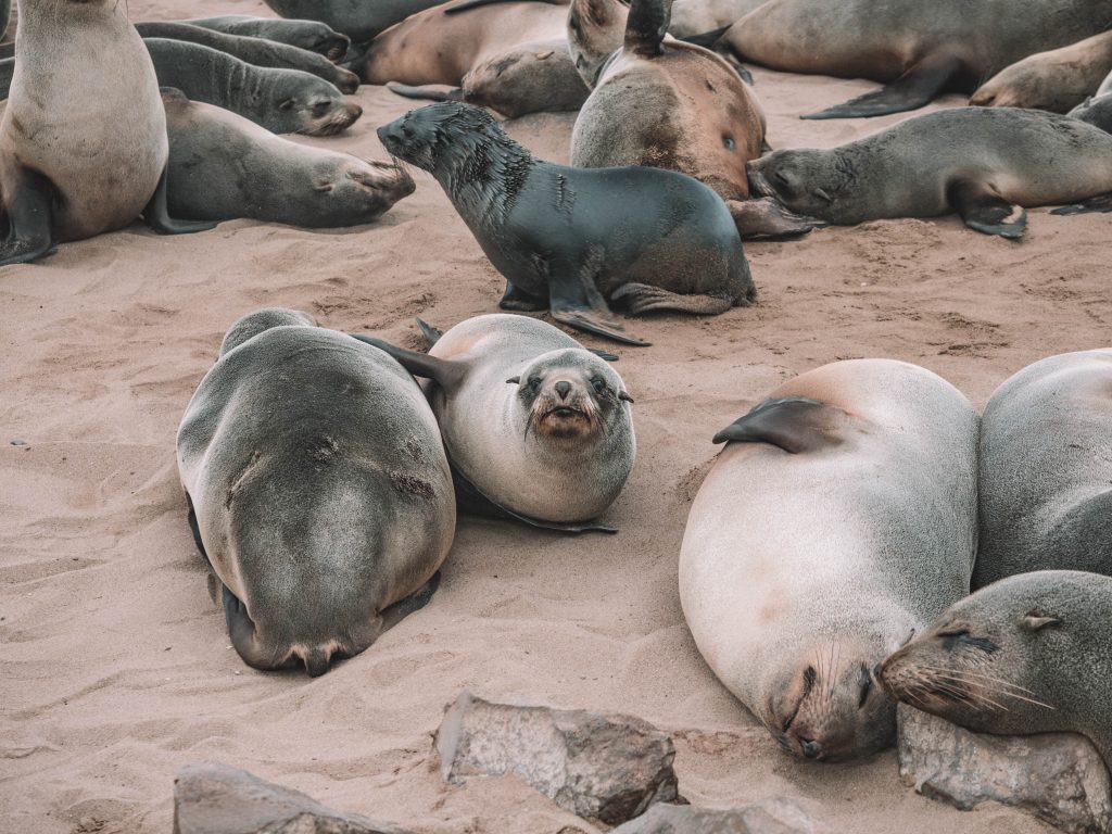 cape-cross-skeleton-coast-swakopmund-travel-blog-namibia-road-trip-self-drive-backpacking-travelling-the-world-solo
