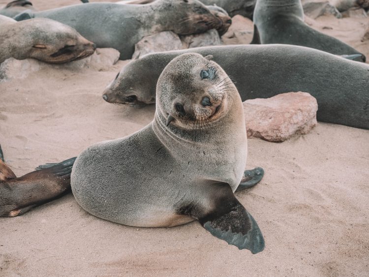 cape-cross-skeleton-coast-swakopmund-travel-blog-namibia-road-trip-self-drive-backpacking-travelling-the-world-solo