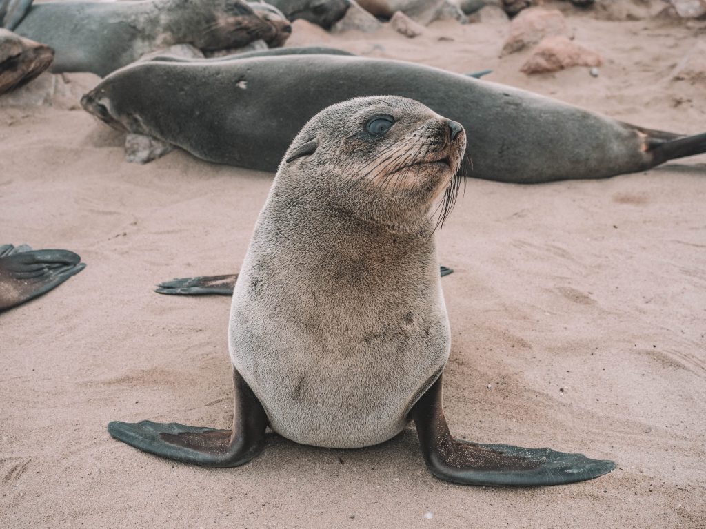 cape-cross-skeleton-coast-swakopmund-travel-blog-namibia-road-trip-self-drive-backpacking-travelling-the-world-solo
