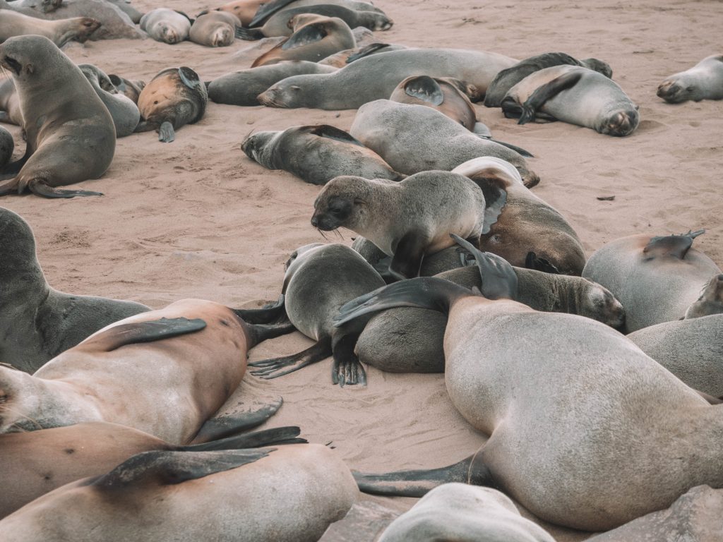 cape-cross-skeleton-coast-swakopmund-travel-blog-namibia-road-trip-self-drive-backpacking-travelling-the-world-solo
