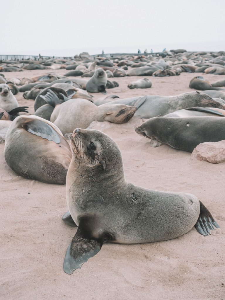 cape-cross-skeleton-coast-swakopmund-travel-blog-namibia-road-trip-self-drive-backpacking-travelling-the-world-solo