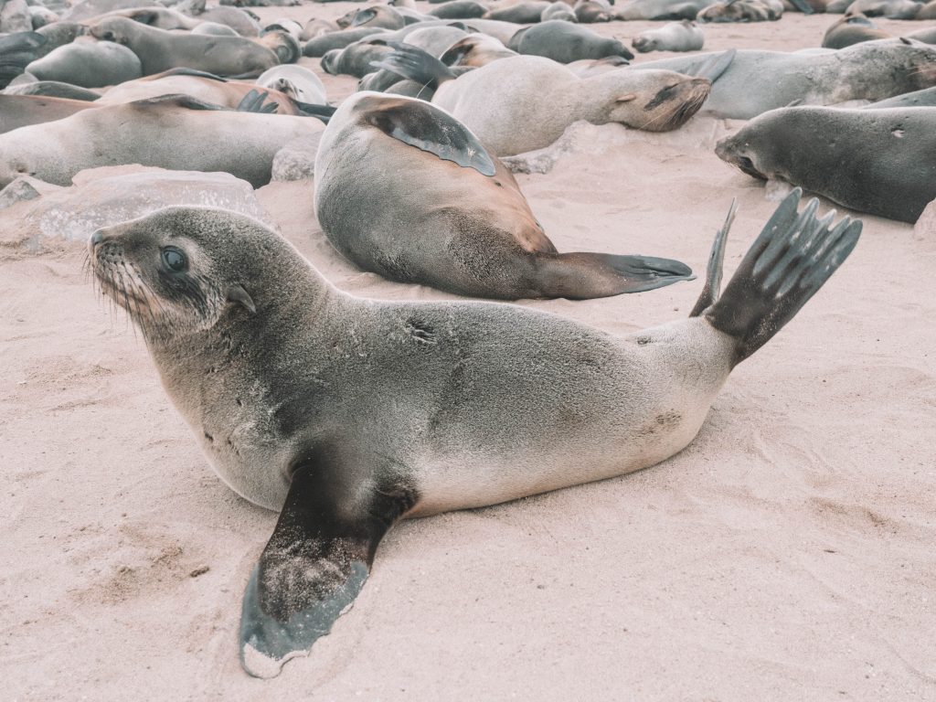 cape-cross-skeleton-coast-swakopmund-travel-blog-namibia-road-trip-self-drive-backpacking-travelling-the-world-solo