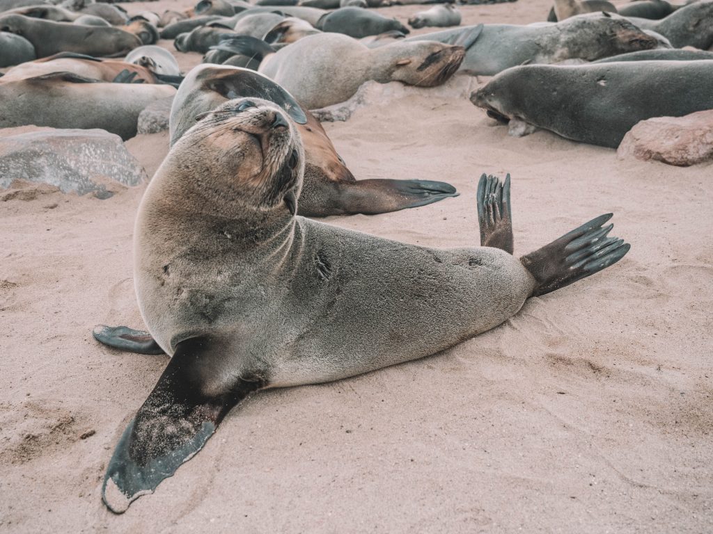 cape-cross-skeleton-coast-swakopmund-travel-blog-namibia-road-trip-self-drive-backpacking-travelling-the-world-solo