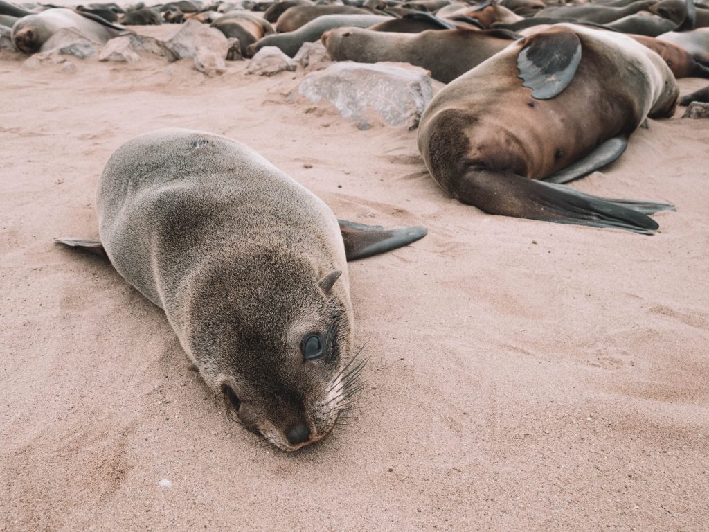 cape-cross-skeleton-coast-swakopmund-travel-blog-namibia-road-trip-self-drive-backpacking-travelling-the-world-solo