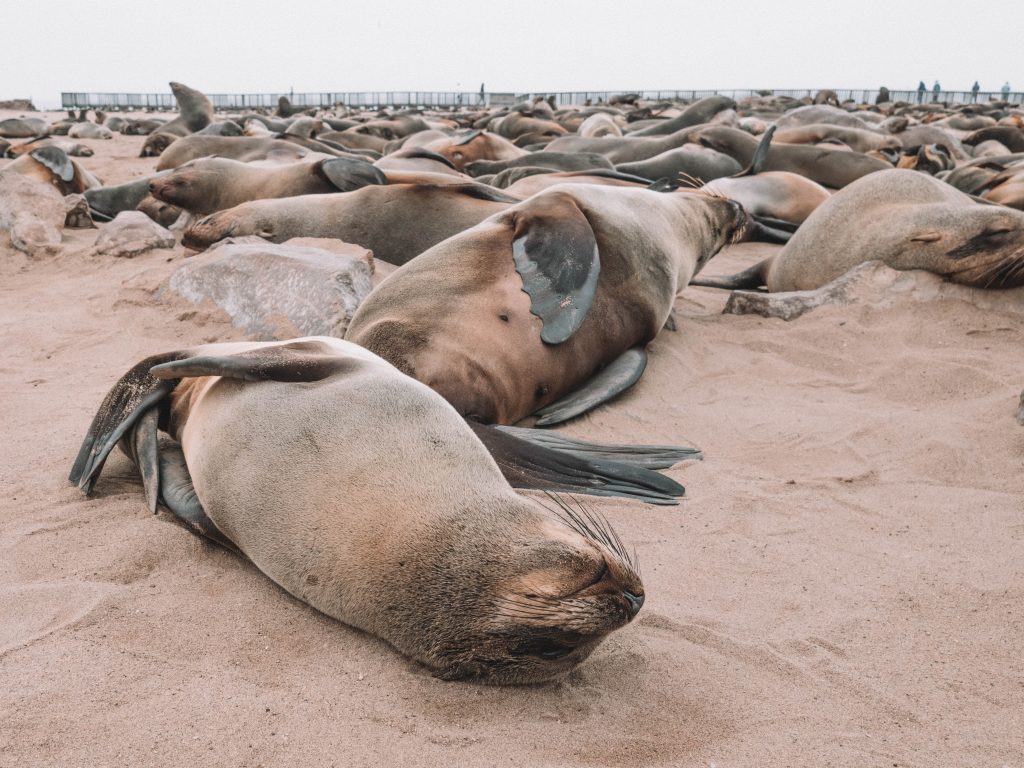 cape-cross-skeleton-coast-swakopmund-travel-blog-namibia-road-trip-self-drive-backpacking-travelling-the-world-solo