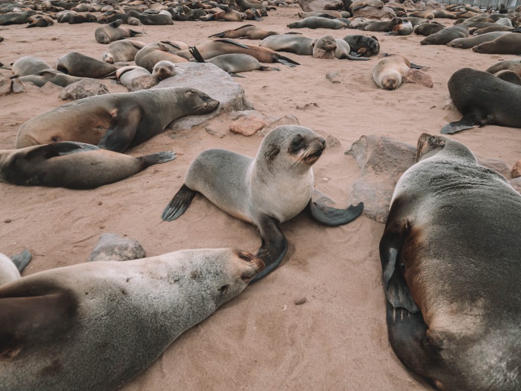 cape-cross-skeleton-coast-swakopmund-travel-blog-namibia-road-trip-self-drive-backpacking-travelling-the-world-solo