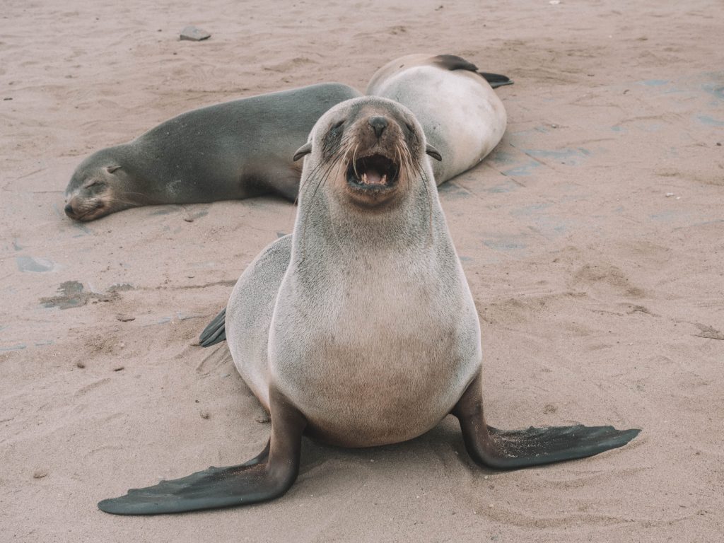 cape-cross-skeleton-coast-swakopmund-travel-blog-namibia-road-trip-self-drive-backpacking-travelling-the-world-solo