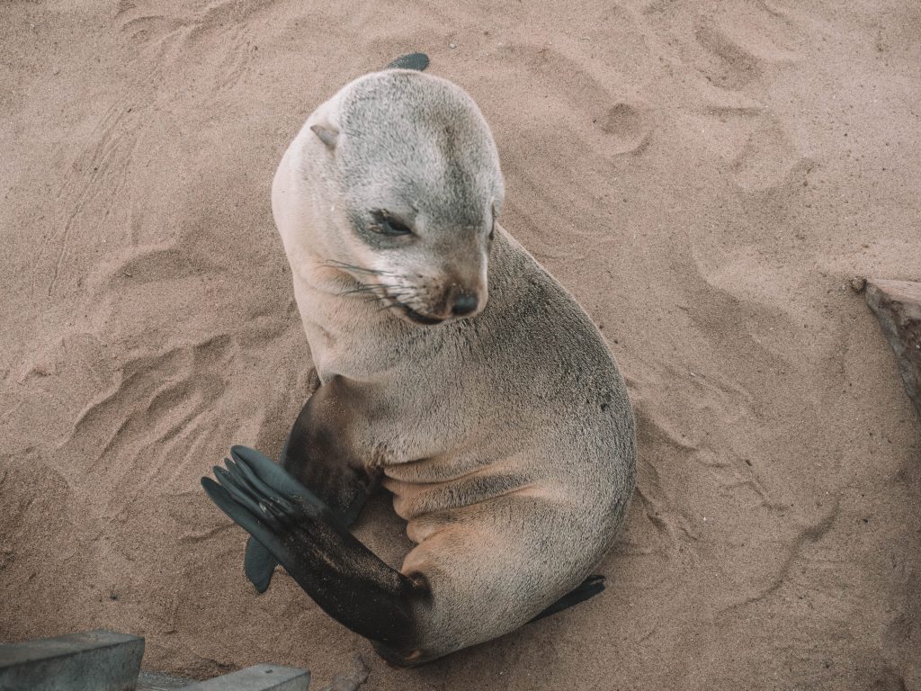 cape-cross-skeleton-coast-swakopmund-travel-blog-namibia-road-trip-self-drive-backpacking-travelling-the-world-solo