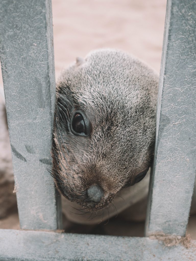 cape-cross-skeleton-coast-swakopmund-travel-blog-namibia-road-trip-self-drive-backpacking-travelling-the-world-solo