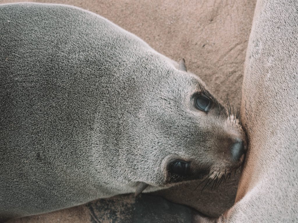 cape-cross-skeleton-coast-swakopmund-travel-blog-namibia-road-trip-self-drive-backpacking-travelling-the-world-solo