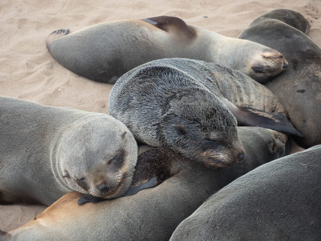 cape-cross-skeleton-coast-swakopmund-travel-blog-namibia-road-trip-self-drive-backpacking-travelling-the-world-solo