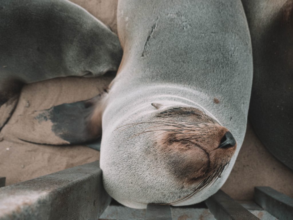 cape-cross-skeleton-coast-swakopmund-travel-blog-namibia-road-trip-self-drive-backpacking-travelling-the-world-solo