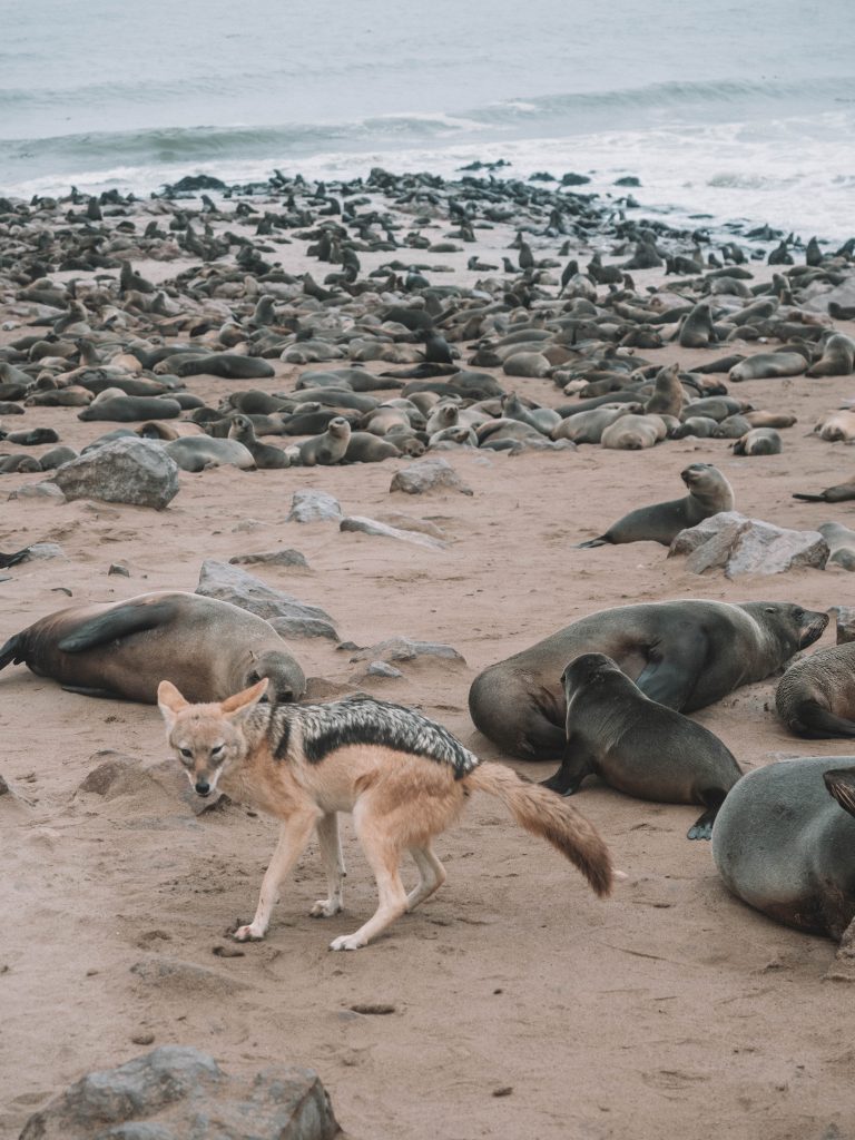 cape-cross-skeleton-coast-swakopmund-travel-blog-namibia-road-trip-self-drive-backpacking-travelling-the-world-solo