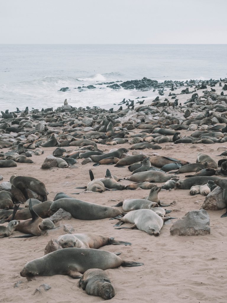 cape-cross-skeleton-coast-swakopmund-travel-blog-namibia-road-trip-self-drive-backpacking-travelling-the-world-solo