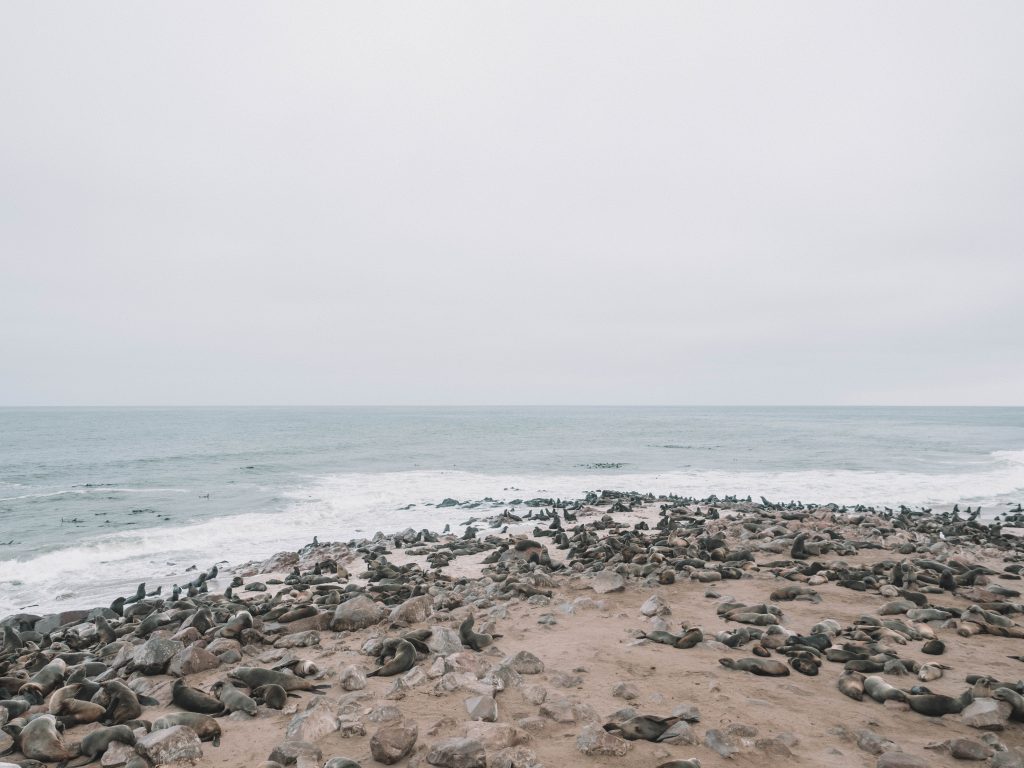 cape-cross-skeleton-coast-swakopmund-travel-blog-namibia-road-trip-self-drive-backpacking-travelling-the-world-solo