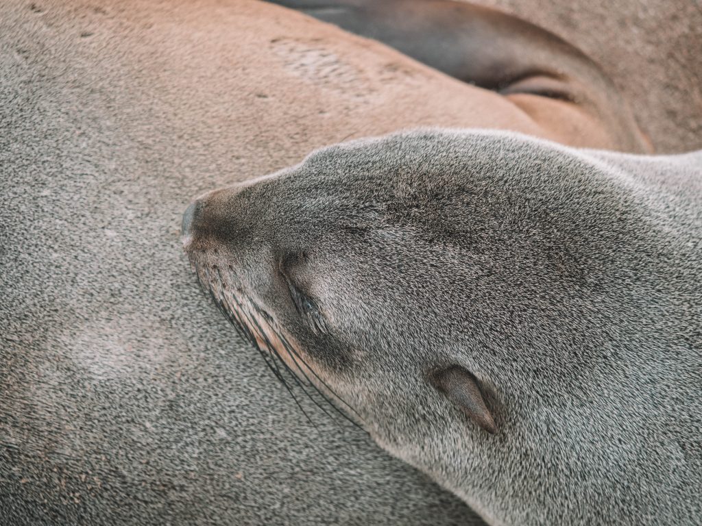 cape-cross-skeleton-coast-swakopmund-travel-blog-namibia-road-trip-self-drive-backpacking-travelling-the-world-solo