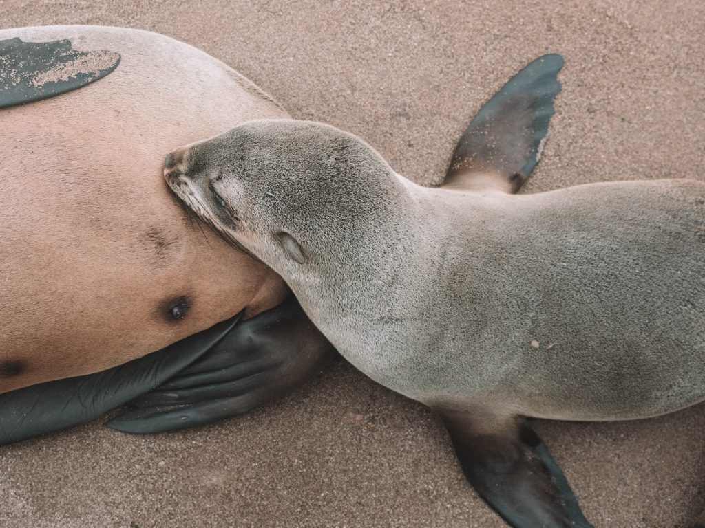 cape-cross-skeleton-coast-swakopmund-travel-blog-namibia-road-trip-self-drive-backpacking-travelling-the-world-solo