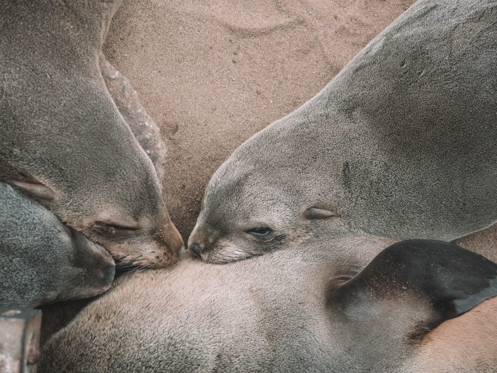 cape-cross-skeleton-coast-swakopmund-travel-blog-namibia-road-trip-self-drive-backpacking-travelling-the-world-solo