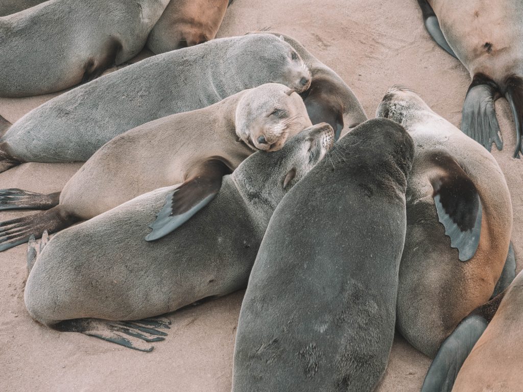 cape-cross-skeleton-coast-swakopmund-travel-blog-namibia-road-trip-self-drive-backpacking-travelling-the-world-solo