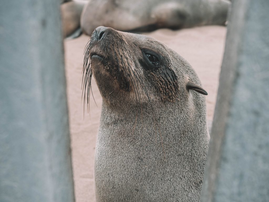 cape-cross-skeleton-coast-swakopmund-travel-blog-namibia-road-trip-self-drive-backpacking-travelling-the-world-solo