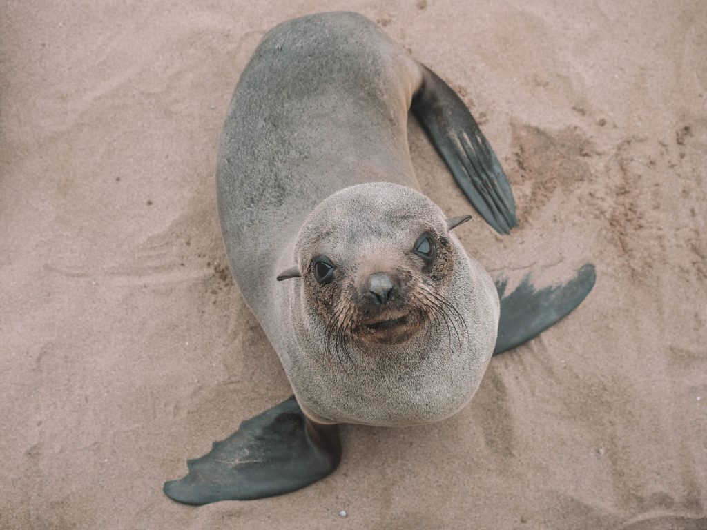 cape-cross-skeleton-coast-swakopmund-travel-blog-namibia-road-trip-self-drive-backpacking-travelling-the-world-solo