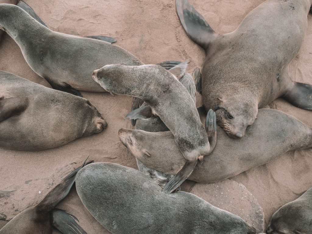cape-cross-skeleton-coast-swakopmund-travel-blog-namibia-road-trip-self-drive-backpacking-travelling-the-world-solo