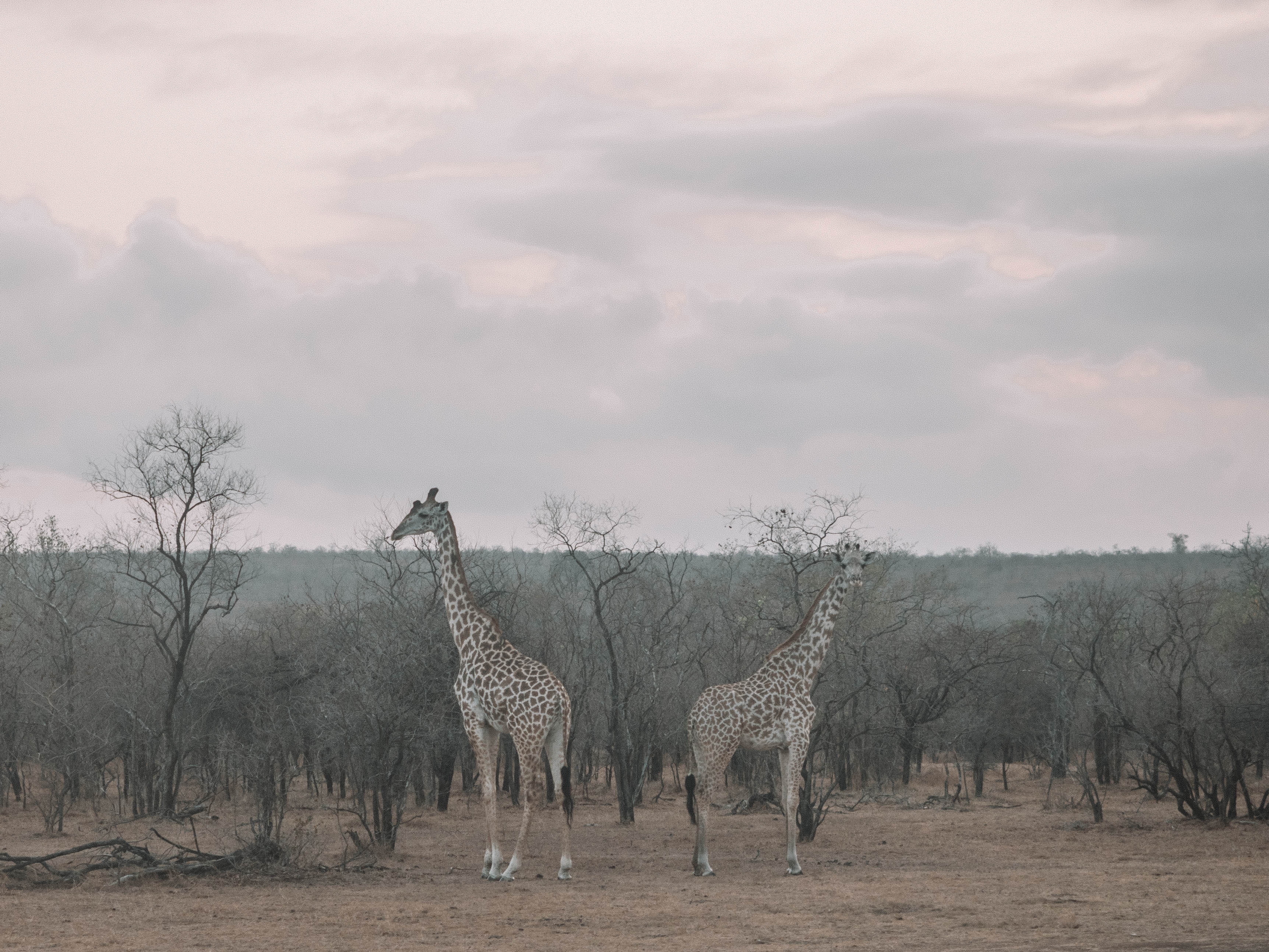 azura-selous-safari-tanzania-travel-blog-namibia-road-trip-self-drive-backpacking-travelling-the-world-solo