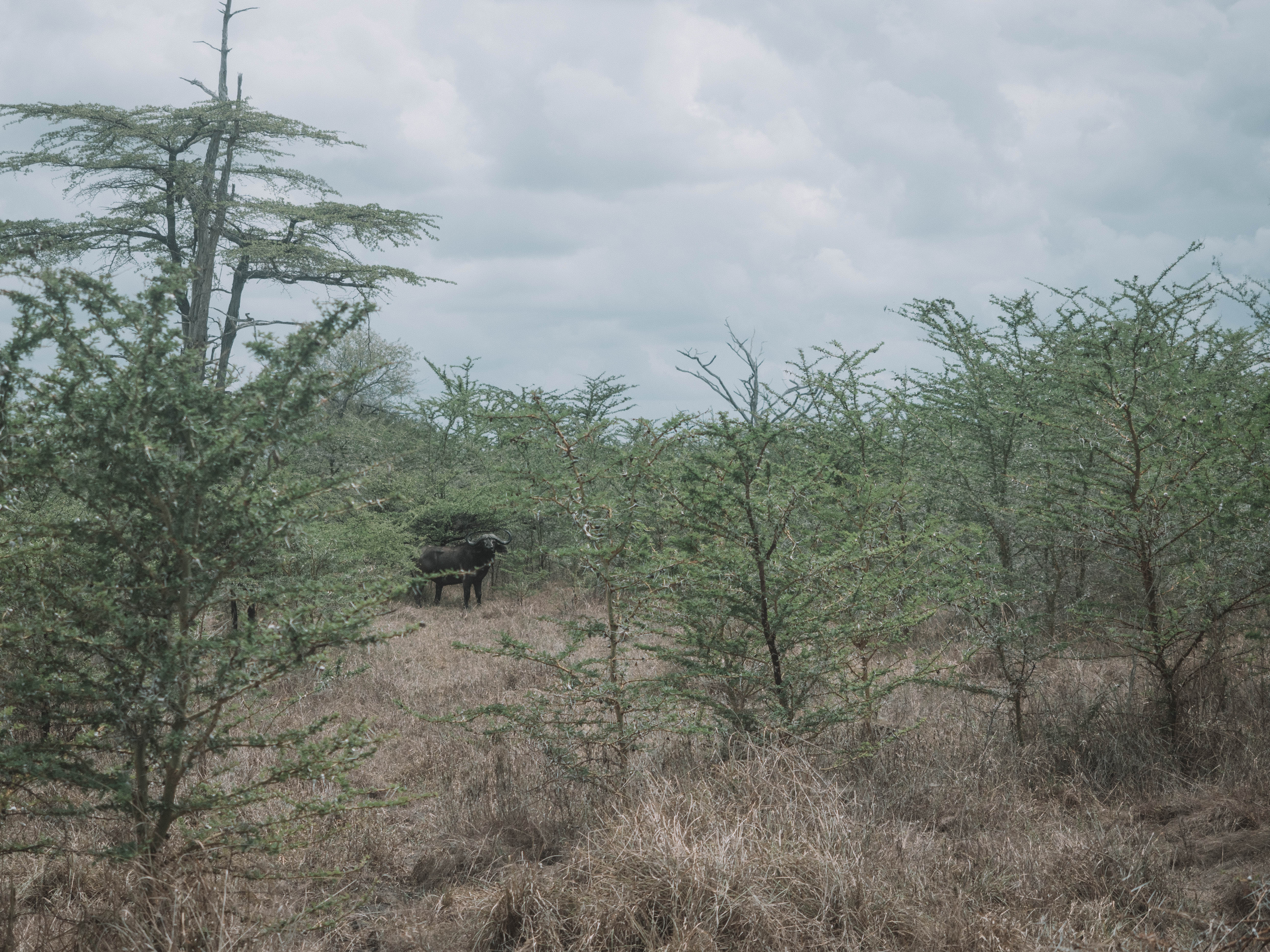 azura-selous-safari-tanzania-travel-blog-namibia-road-trip-self-drive-backpacking-travelling-the-world-solo