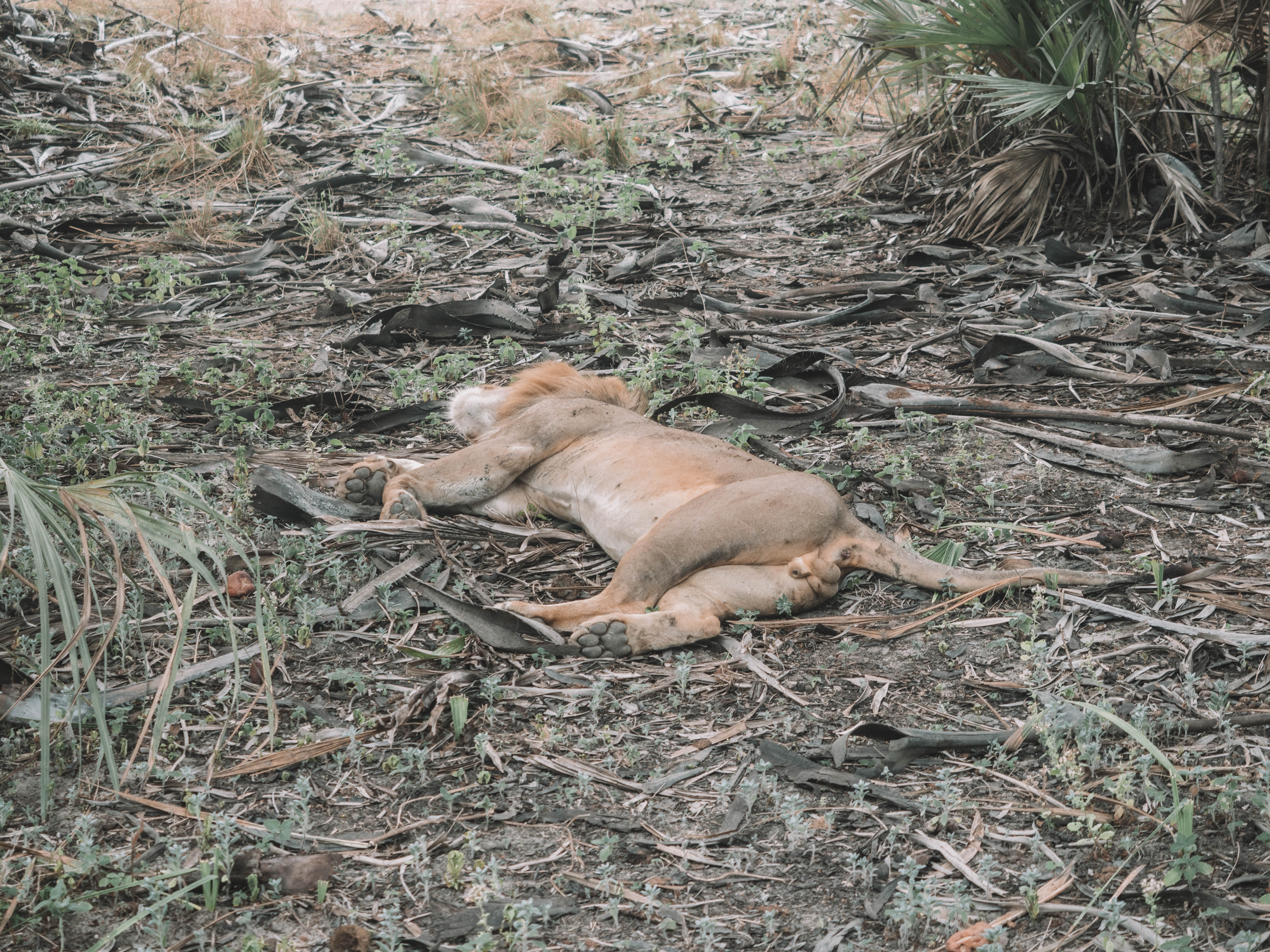 azura-selous-safari-tanzania-travel-blog-namibia-road-trip-self-drive-backpacking-travelling-the-world-solo