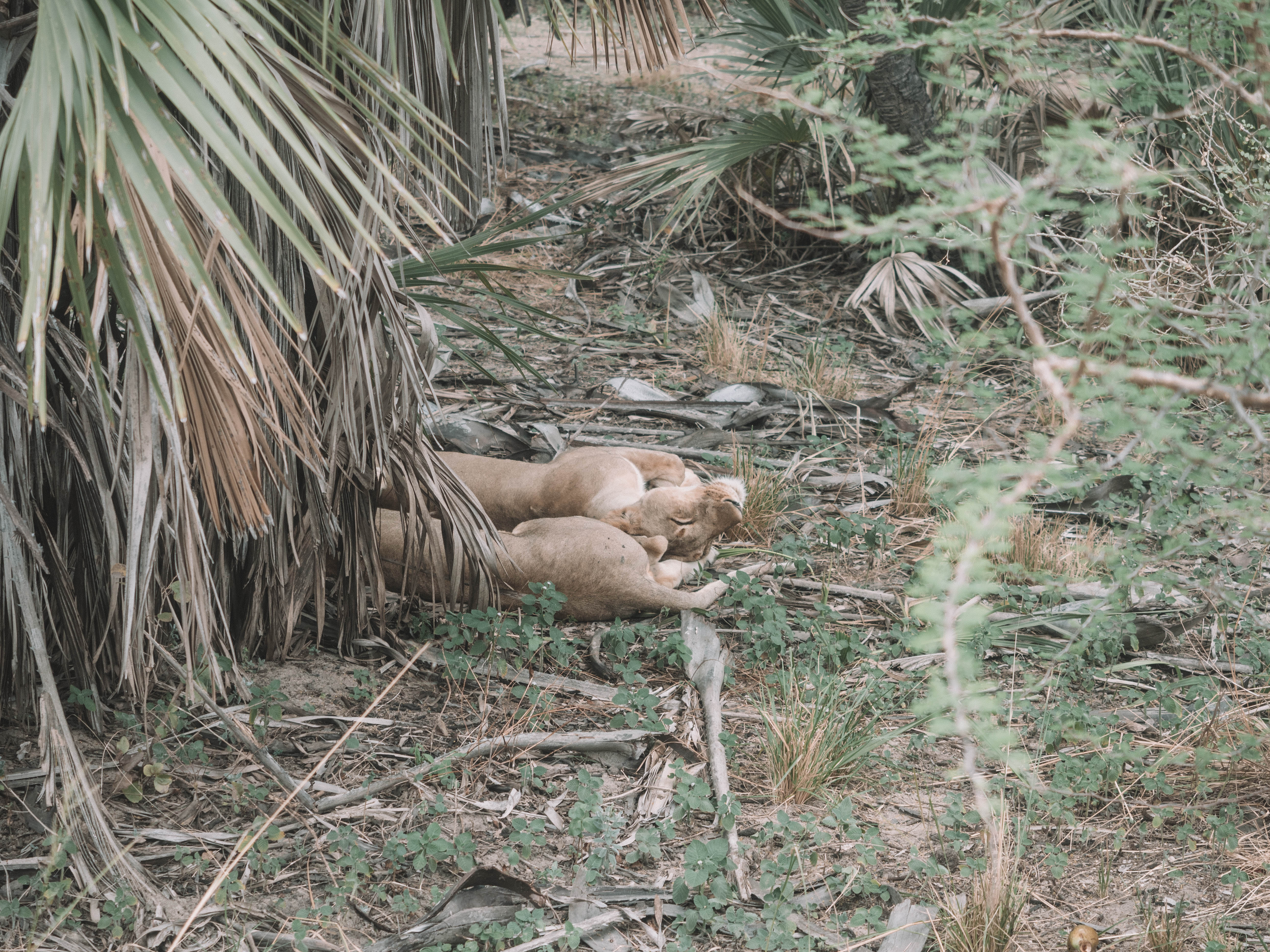 azura-selous-safari-tanzania-travel-blog-namibia-road-trip-self-drive-backpacking-travelling-the-world-solo